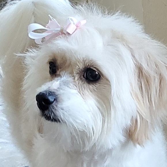 Meet your Posher, Tanya - Picture 2 of 5